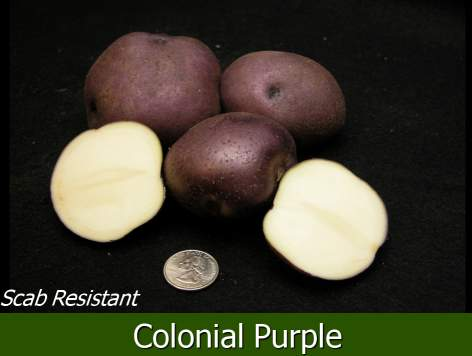 Colonial Purple